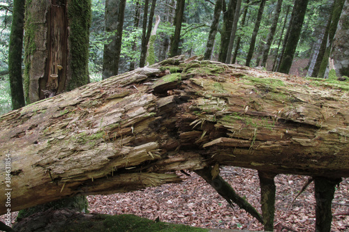 tronco partido en bosque de hayas