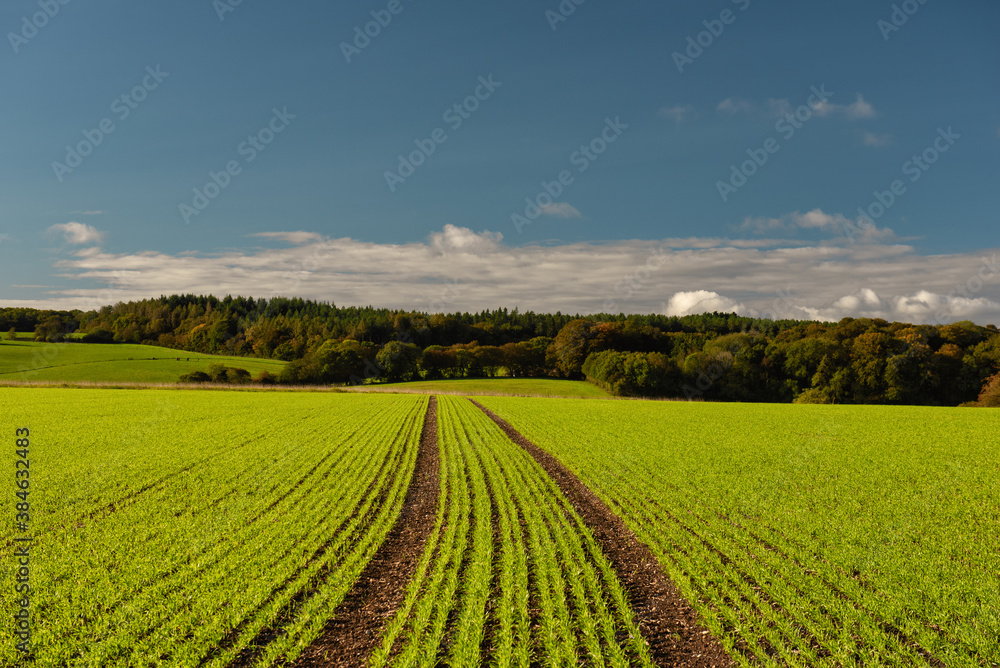Green fields of wheatgrass around Amersham in Autumn, England 
