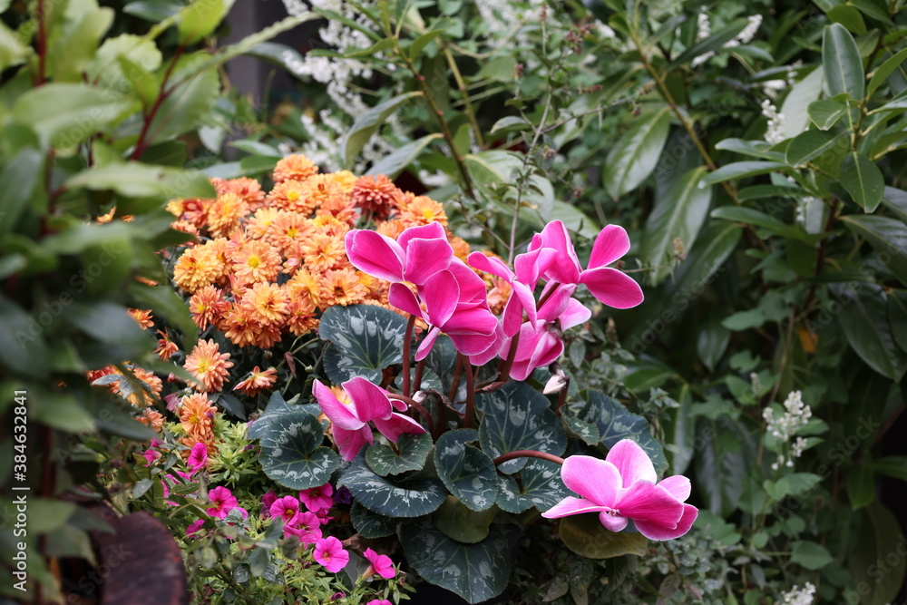 Cyclamen pink with white in a pot in garden Cyclamen pink with white in a pot in garden