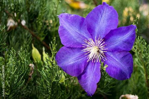beautiful flowers on a blurred background