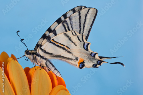 Scarce Swallowtail (Iphiclides podalirius) on a orange flower photo