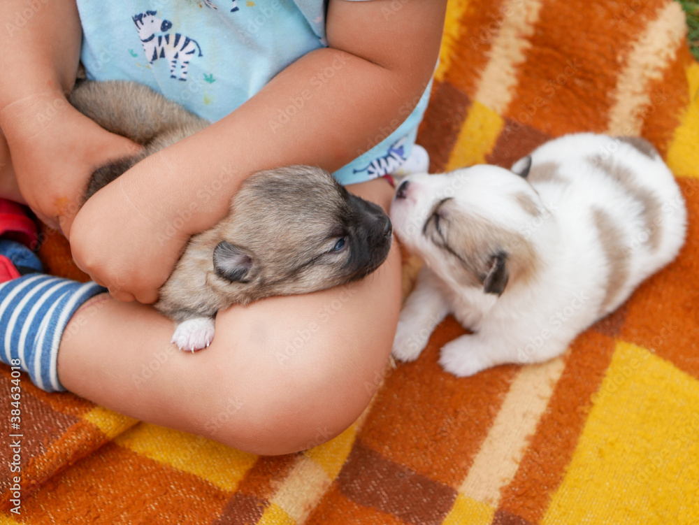 Little boy snuggling with two cute puppies.