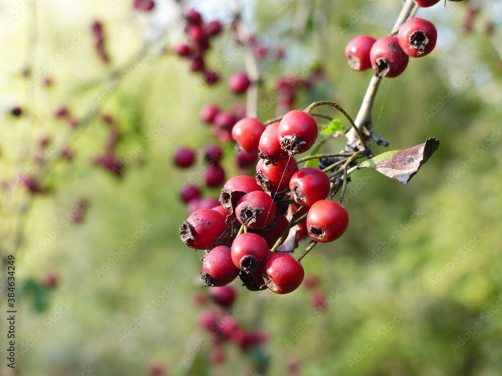 Bacche rosse nel bosco in autunno, con sfondo neutro Bacche rosse nel bosco in autunno, con sfondo neutro