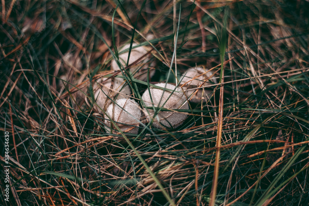 Mushroom close-up in autumn forest in grass Mushroom close-up in autumn forest in grass