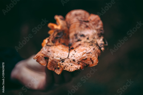 Edible mushroom in the hand of a man in the autumn forest