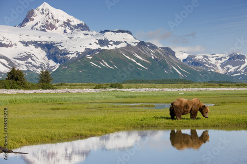 Grizzly Bear, Hallo Bay, Katmai National Park, Alaska