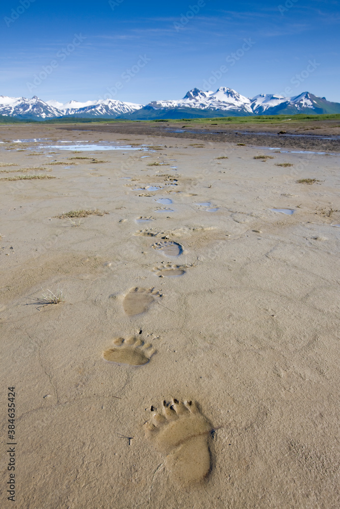 Brown Bear Tracks, Hallo Bay, Katmai National Park, Alaska Brown Bear Tracks, Hallo Bay, Katmai National Park, Alaska