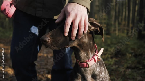 Close-up dog breed shorthaired pointer sitting beside its master in the forest photo