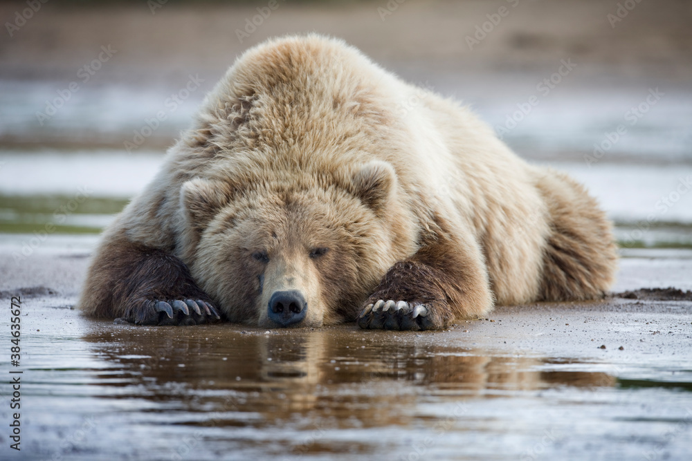Fototapeta premium Grizzly Bear, Hallo Bay, Katmai National Park, Alaska