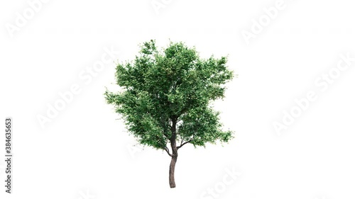 Growing tree on white background (with alpha matte, cg animation) 