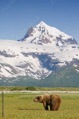 Grizzly Bear  Hallo Bay  Katmai National Park  Alaska