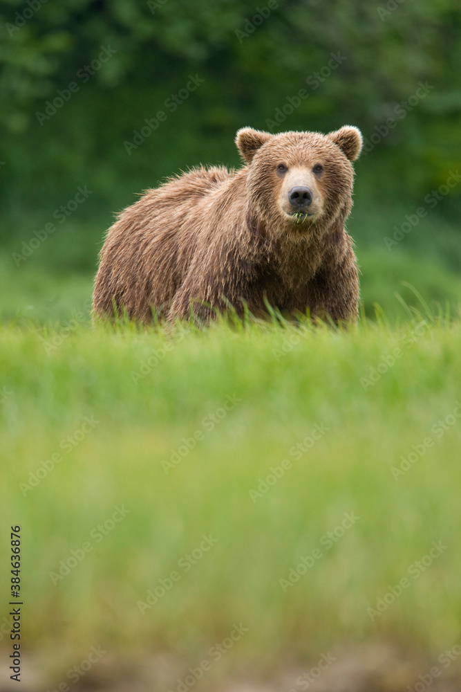 Fototapeta premium Grizzly Bears, Kukak Bay, Katmai National Park, Alaska