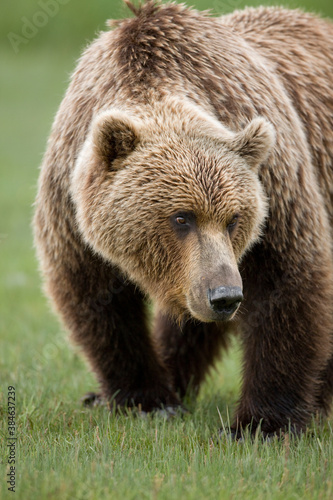 Wallpaper Mural Grizzly Bear, Kukak Bay, Katmai National Park, Alaska Torontodigital.ca