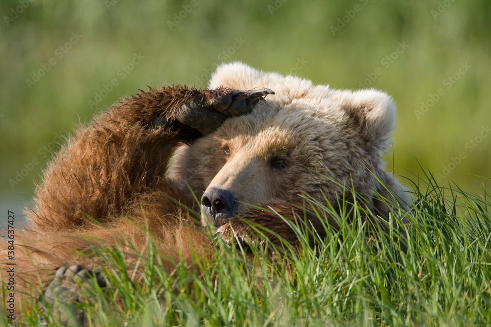 Fototapeta premium Grizzly Bear, Hallo Bay, Katmai National Park, Alaska