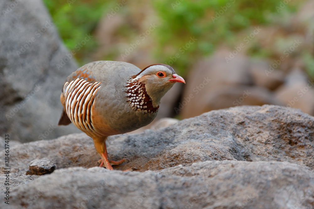 Barbary Partridge - Alectoris barbara is gamebird in the pheasant family (Phasianidae) of the order Galliformes. It is native to North Africa. Living also on the Canary Islands Barbary Partridge - Alectoris barbara is gamebird in the pheasant family (Phasianidae) of the order Galliformes. It is native to North Africa. Living also on the Canary Islands
