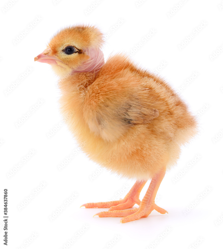 Obraz premium Small brown chicken