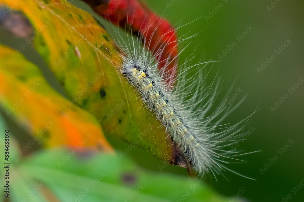 A Fall Webworm Moth (Hyphantria cunea) on colorful foilage. Raleigh, North Carolina.