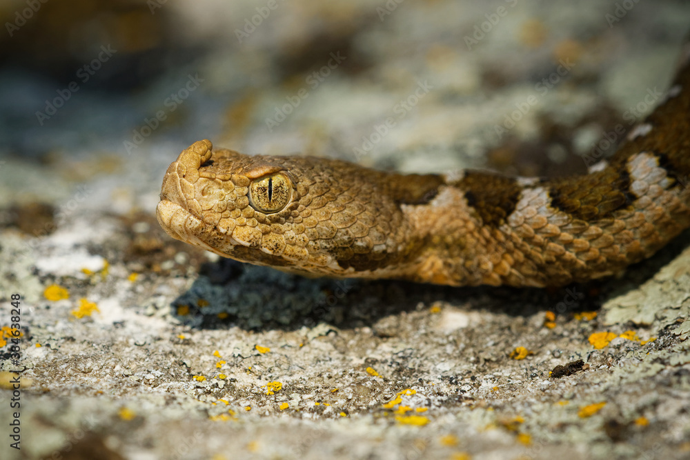 Fototapeta premium Nose-horned Viper - Vipera ammodytes also horned or long-nosed viper, nose-horned viper or sand viper, species found in southern Europe, Balkans and Middle East