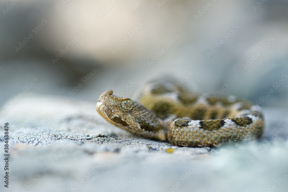 Nose-horned Viper - Vipera ammodytes also horned or long-nosed viper, nose-horned viper or sand viper, species found in southern Europe, Balkans and Middle East Nose-horned Viper - Vipera ammodytes also horned or long-nosed viper, nose-horned viper or sand viper, species found in southern Europe, Balkans and Middle East