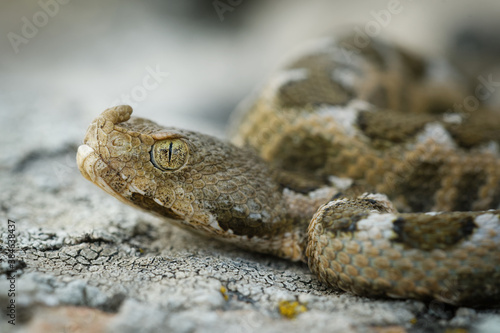 Nose-horned Viper - Vipera ammodytes also horned or long-nosed viper, nose-horned viper or sand viper, species found in southern Europe, Balkans and Middle East