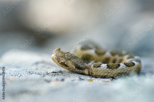 Nose-horned Viper - Vipera ammodytes also horned or long-nosed viper, nose-horned viper or sand viper, species found in southern Europe, Balkans and Middle East photo