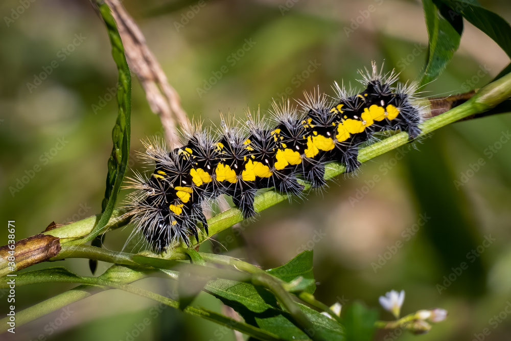 A Smeared Dagger Moth (Acronicta oblinita) caterpillar crawls across a stem. Raleigh, North Carolina.