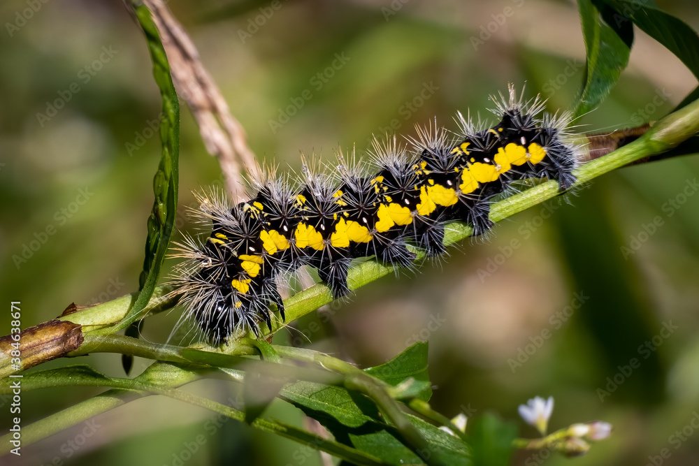 A Smeared Dagger Moth (Acronicta oblinita) caterpillar crawls across a stem. Raleigh, North Carolina. A Smeared Dagger Moth (Acronicta oblinita) caterpillar crawls across a stem. Raleigh, North Carolina.