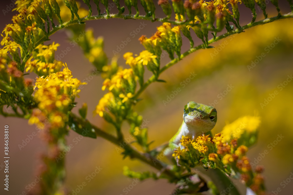 Green Anole (Anolis carolinensis) Relaxing in blooms of fall colors. Raleigh, North Carolina.