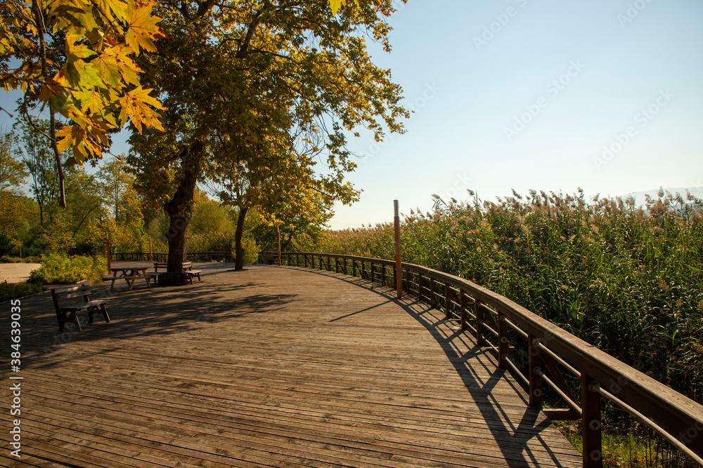 Romantic wooden walkway in trees by the lake Romantic wooden walkway in trees by the lake