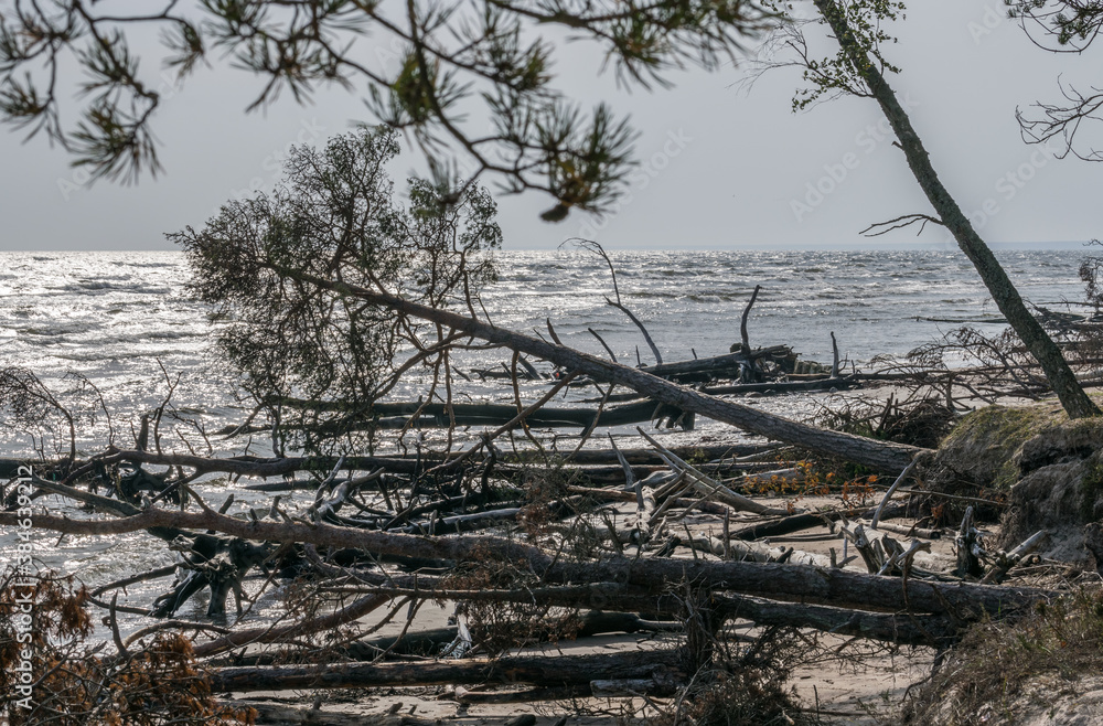 Dead pine trees on a deserted beach at Cape Mersrags on the Baltic Sea in Latvia.