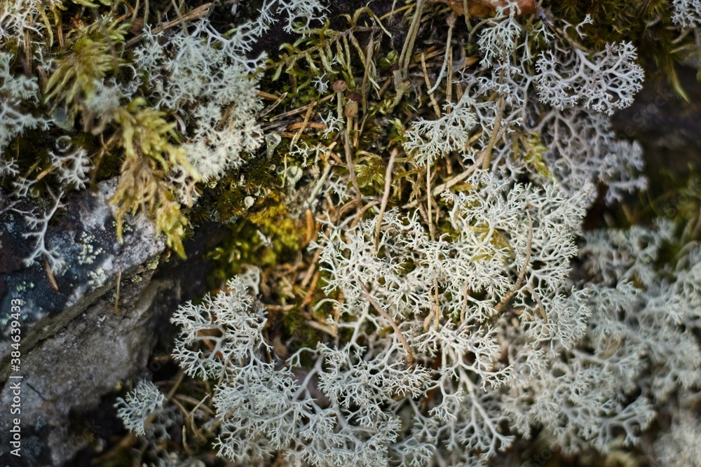 Lofsdalen, Sweden. A close-up of the reindeer moss growing in the forest. Lofsdalen, Sweden. A close-up of the reindeer moss growing in the forest.