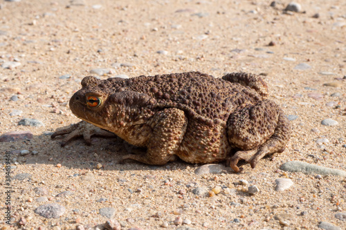 Toad aga. Giant neotropical toad. Rhinella marina. amphibians sitting on road  closeup