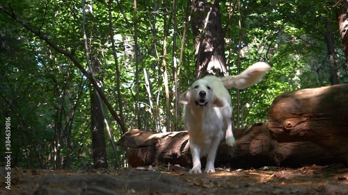 A white Golden Retriever dog happily jumps over a log in the woods. The dog jumps over the barrier.