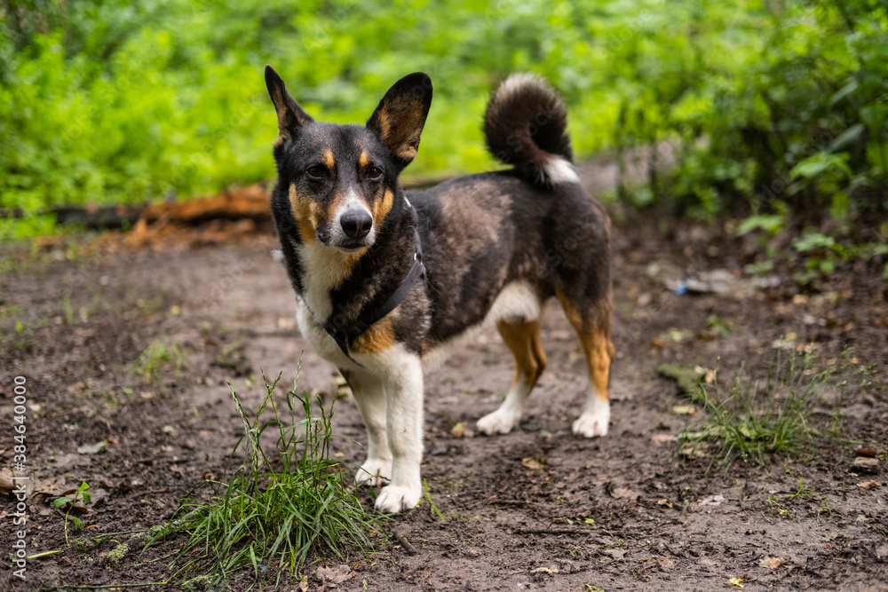 cute non breed dog walk in the summer forest