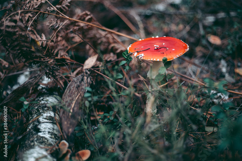 Amanita poisonous mushroom in the autumn forest