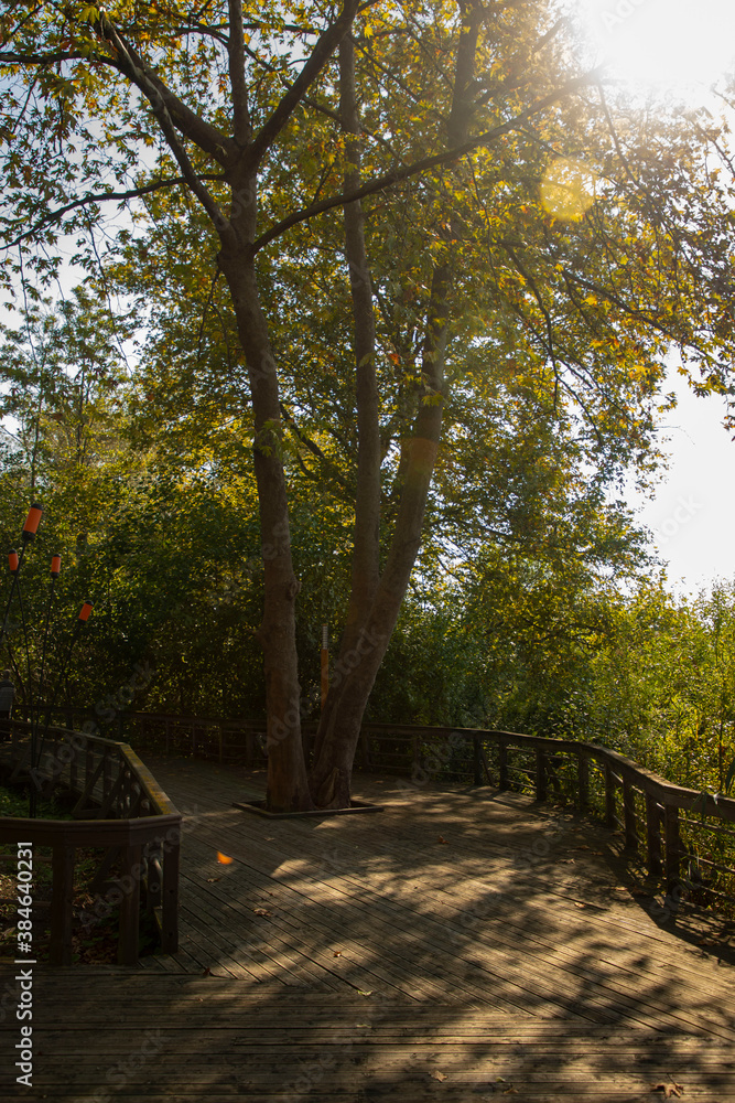 Romantic wooden walkway in trees by the lake Romantic wooden walkway in trees by the lake