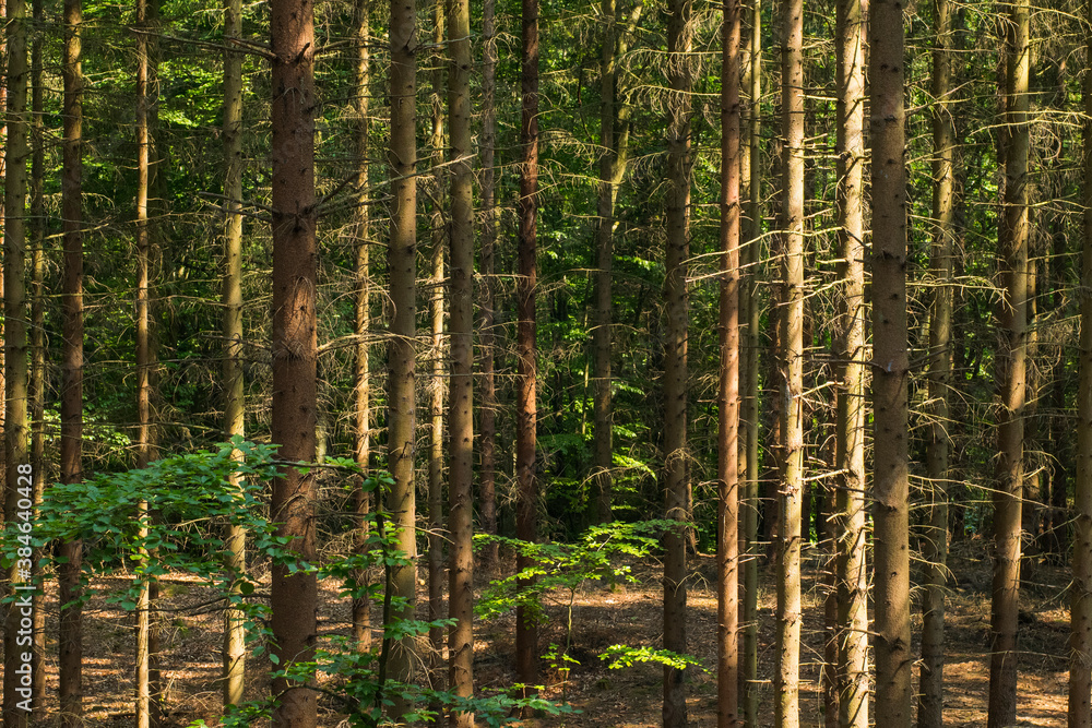 Fototapeta premium lansdscape with many pines 