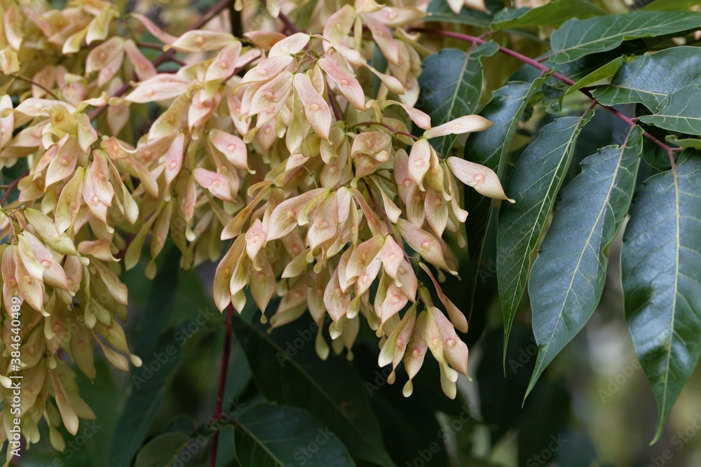 Fruits of a European ash, Fraxinus excelsior Fruits of a European ash, Fraxinus excelsior