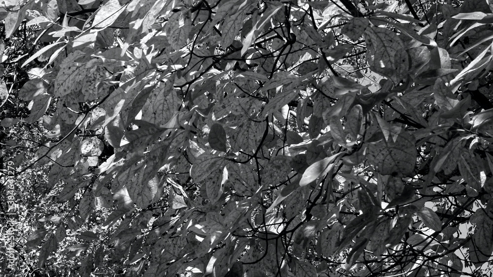 Black and white background of leaves Black and white background of leaves