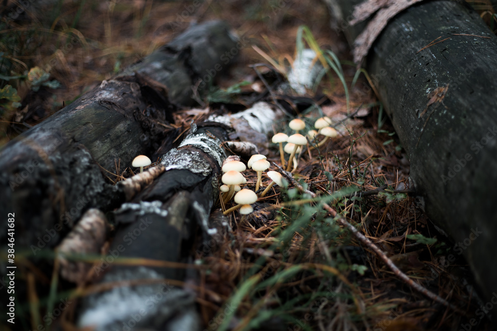 Fototapeta premium Mushroom close-up in autumn forest in grass