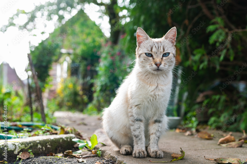 Gray cat with blue eyes on the street. High quality photo Gray cat with blue eyes on the street. High quality photo