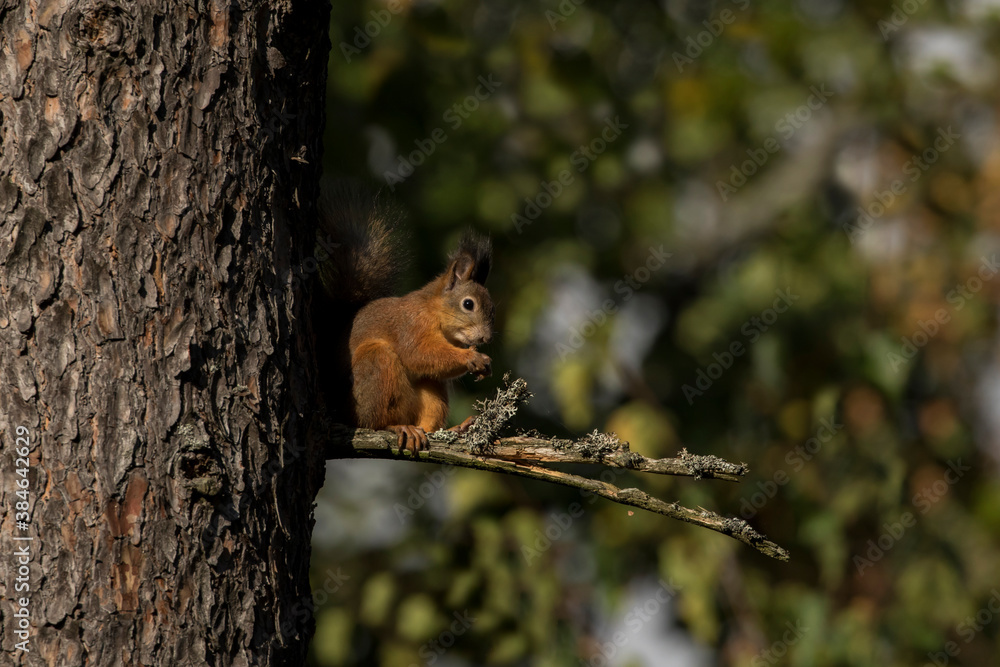 Cute red squirrel (Sciurus vulgaris) sitting on a branch and eating on a sunny autumn day in Estonian nature Cute red squirrel (Sciurus vulgaris) sitting on a branch and eating on a sunny autumn day in Estonian nature