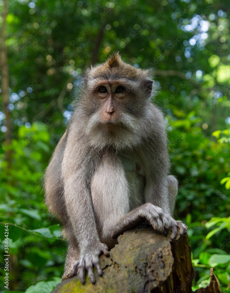 Long-tailed macaque (Macaca fascicularis) in Sacred Monkey Forest,  Indonesia