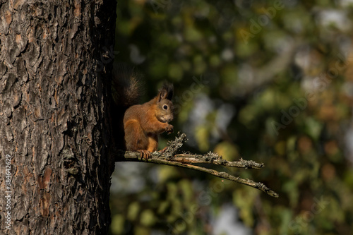 Cute red squirrel (Sciurus vulgaris) sitting on a branch and eating on a sunny autumn day in Estonian nature © Kersti Lindström