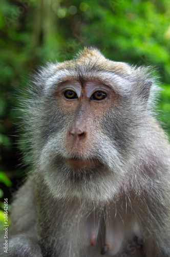 Indonesia macaque monkey ape close up portrait looking at you