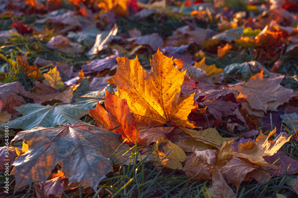 Maple leaf on the grass lit by the sun. Colourful autumn foliage on the ground. Fall in the park. Close up.