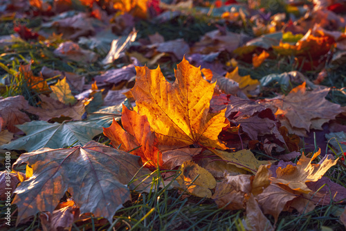 Maple leaf on the grass lit by the sun. Colourful autumn foliage on the ground. Fall in the park. Close up.