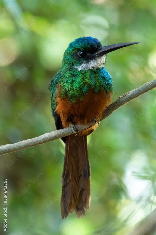 Fototapeta premium The rufous-tailed jacamar (Galbula ruficauda) is a near-passerine bird which breeds in the tropical New World in Brazil