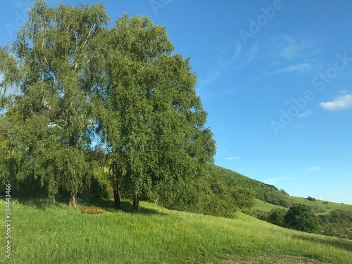 landscape with bench and trees