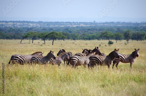 Zebras in the Serengeti park in Tanzania